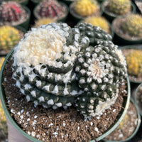 Rare Cactus - Copiapoa Tenuissima cv. Fred (own roots)