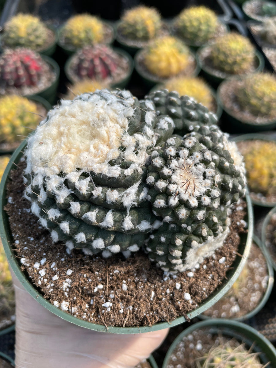 Rare Cactus - Copiapoa Tenuissima cv. Fred (own roots)