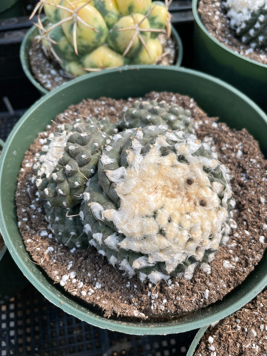 Rare Cactus - Copiapoa Tenuissima cv. Fred (own roots)