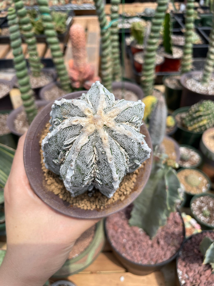 Rare Cactus - Astrophytum Myriostigma cv. onzuka Fukuryu