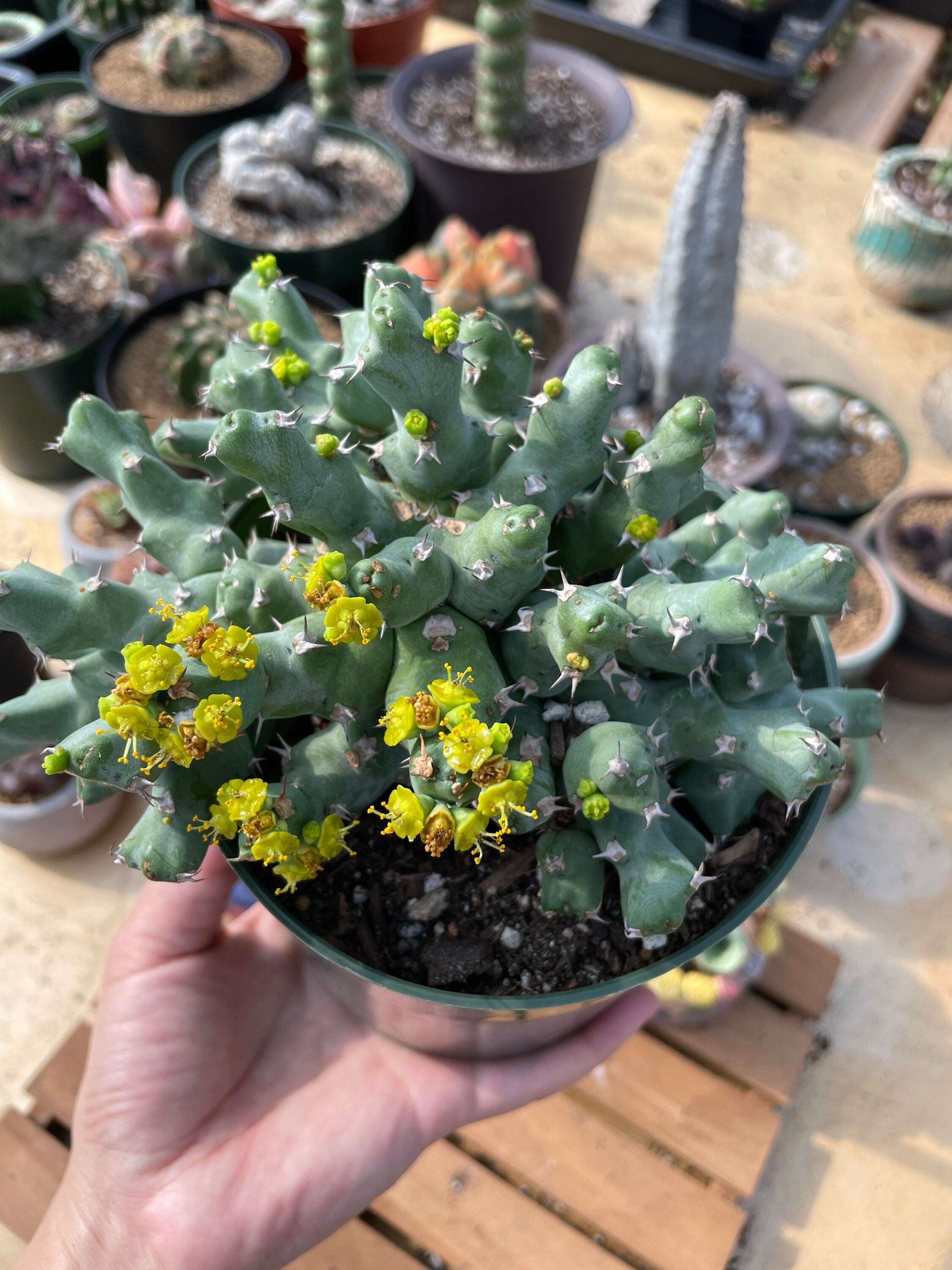 2024 Euphorbia Clivicola