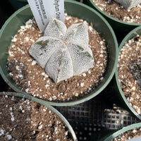 Rare Cactus - Astrophytum Onzuka (2.5”-3”)