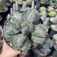 Rare Cactus - Astrophytum Myriostigma cluster (5.5” pot)