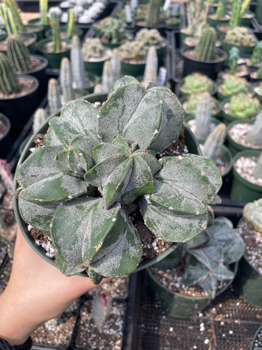 Rare Cactus - Astrophytum Myriostigma cluster (5.5” pot)