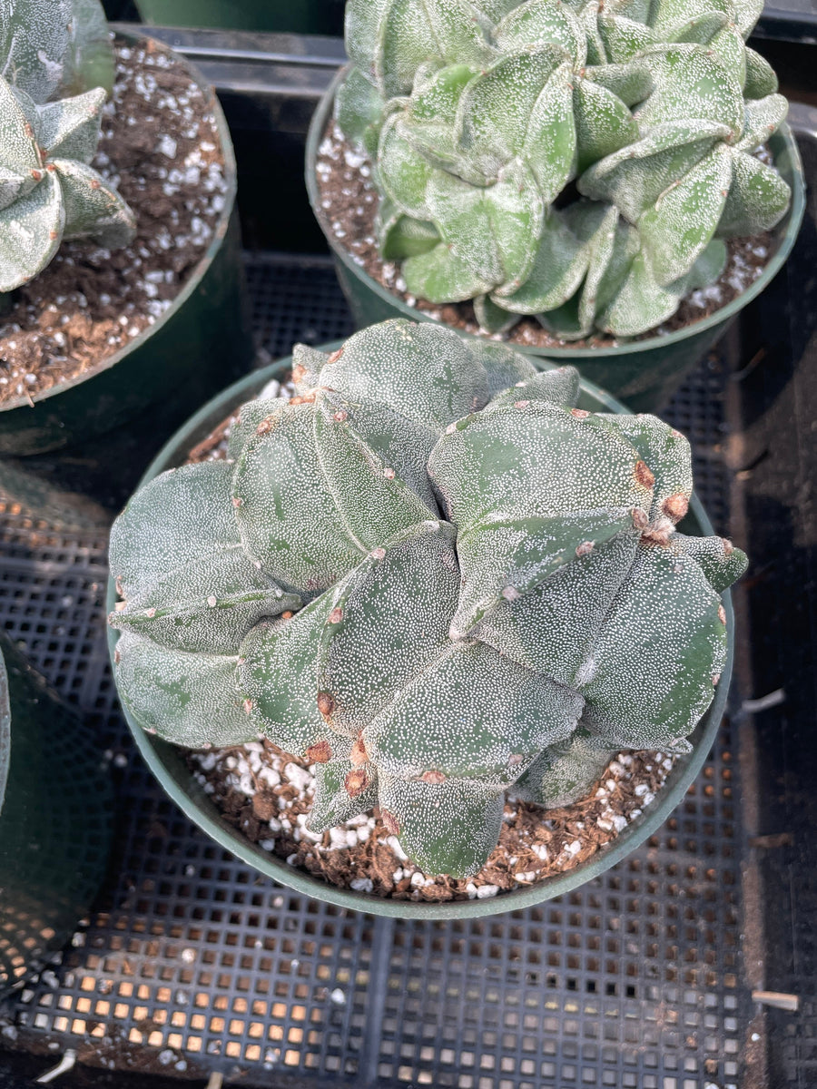Rare Cactus - Astrophytum Myriostigma cluster (5.5” pot)