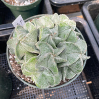 Rare Cactus - Astrophytum Myriostigma cluster (5.5” pot)