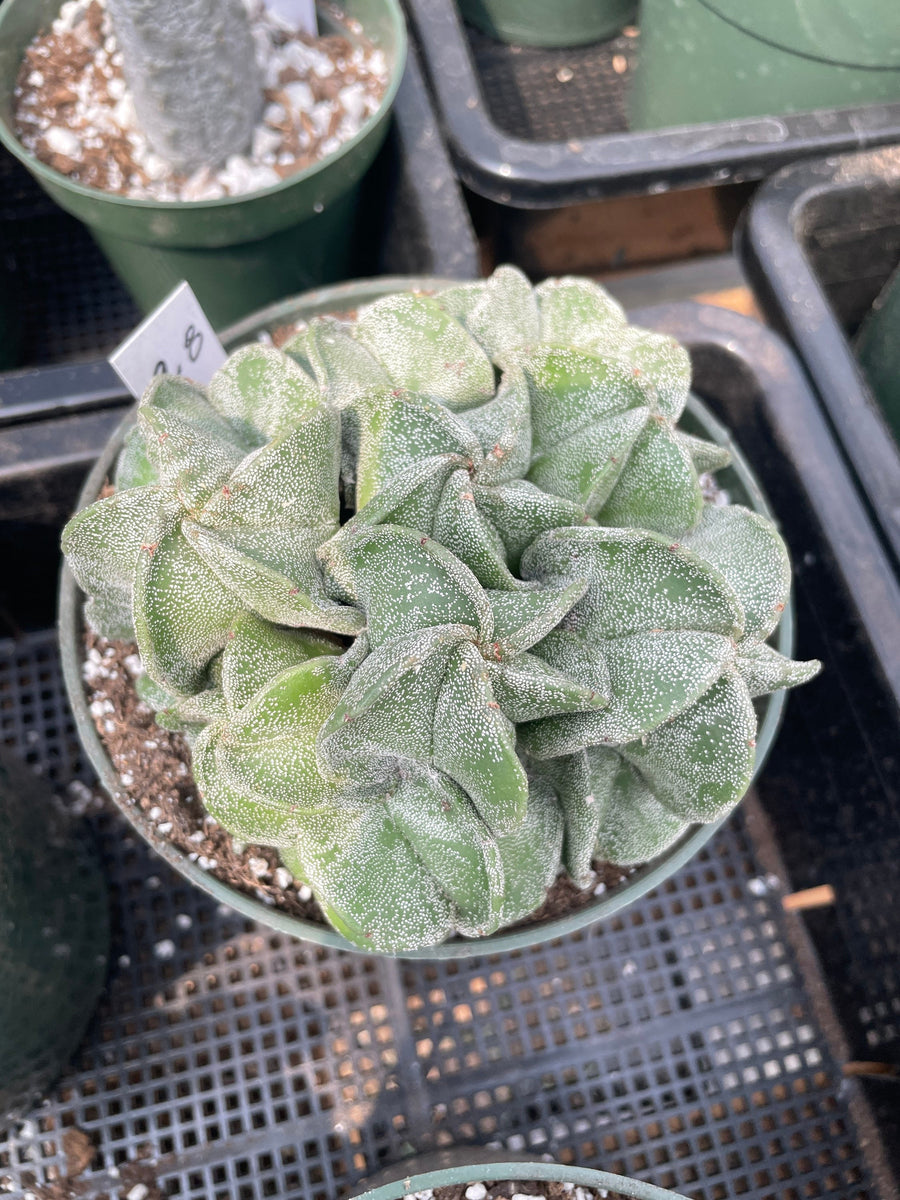 Rare Cactus - Astrophytum Myriostigma cluster (5.5” pot)