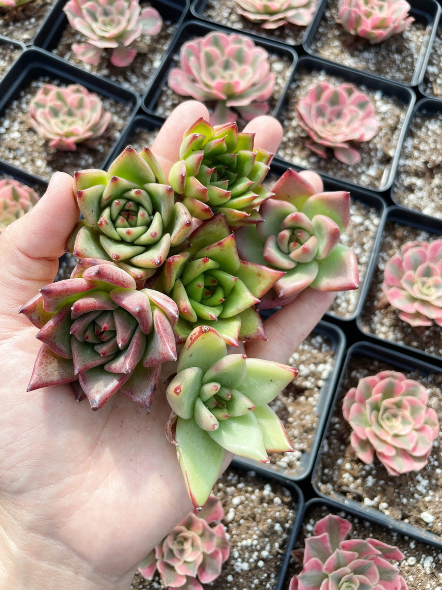 Rare Succulents - Echeveria Agavoides Hybrid mini Combo (6 Pcs set)