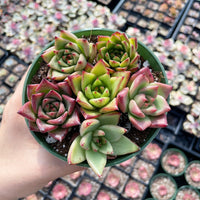 Rare Succulents - Echeveria Agavoides Hybrid mini Combo (6 Pcs set)