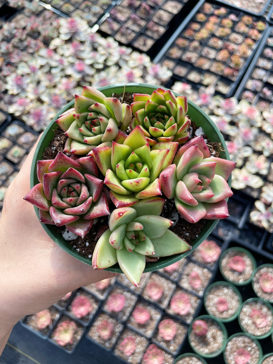 Rare Succulents - Echeveria Agavoides Hybrid mini Combo (6 Pcs set)