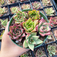 Rare Succulents - Echeveria Agavoides Hybrid mini Combo (6 Pcs set)