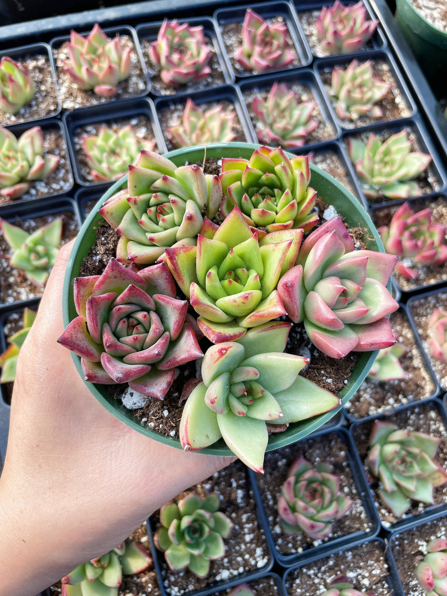 Rare Succulents - Echeveria Agavoides Hybrid mini Combo (6 Pcs set)