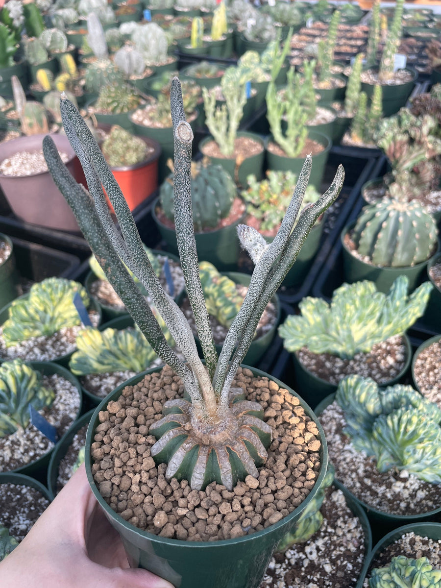 Rare Cactus - Astrophytum caput-medusae (4”pot)