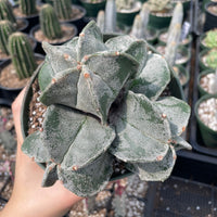 Rare Cactus - Astrophytum Myriostigma cluster (5.5” pot)