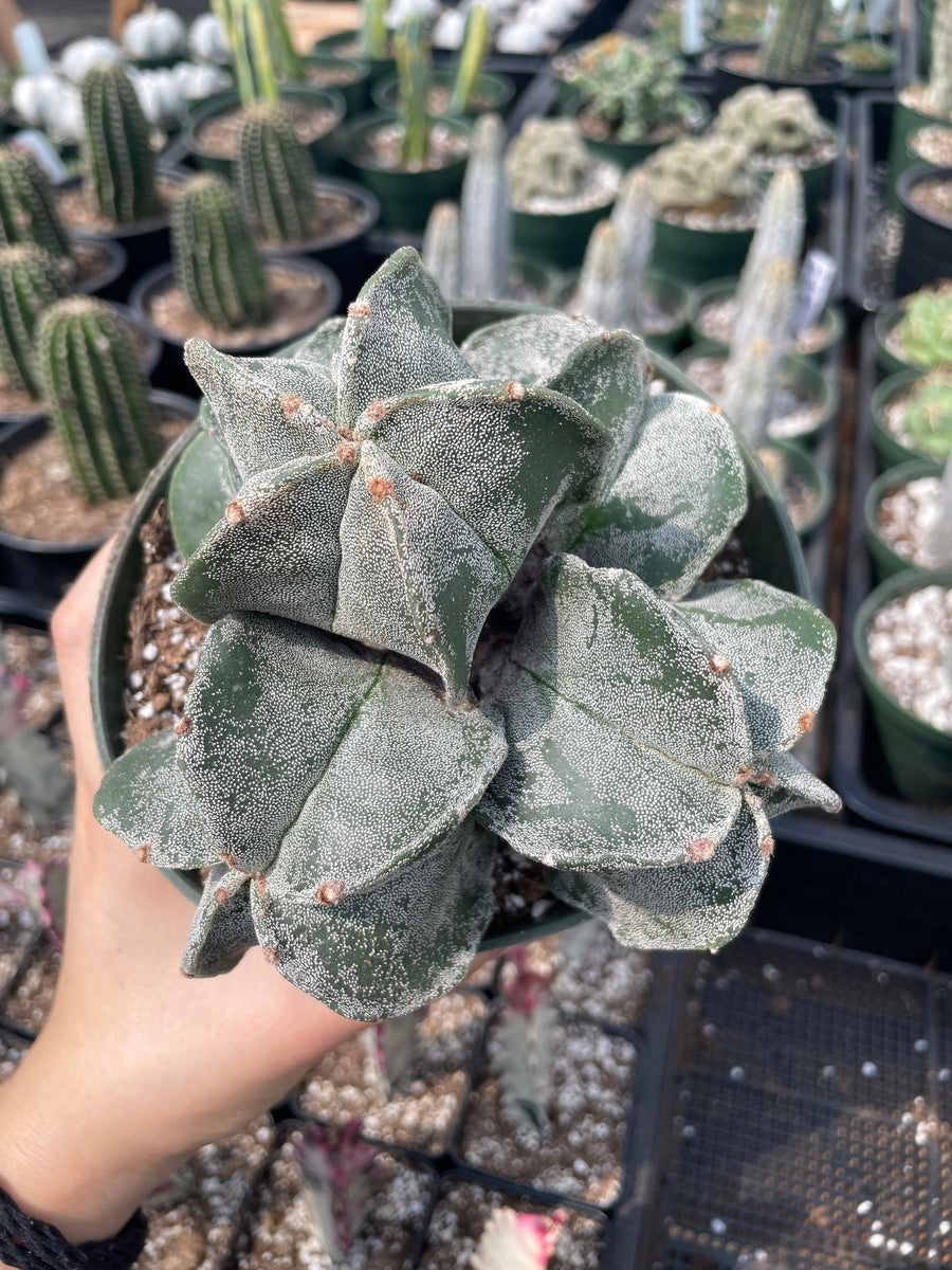 Rare Cactus - Astrophytum Myriostigma cluster (5.5” pot)