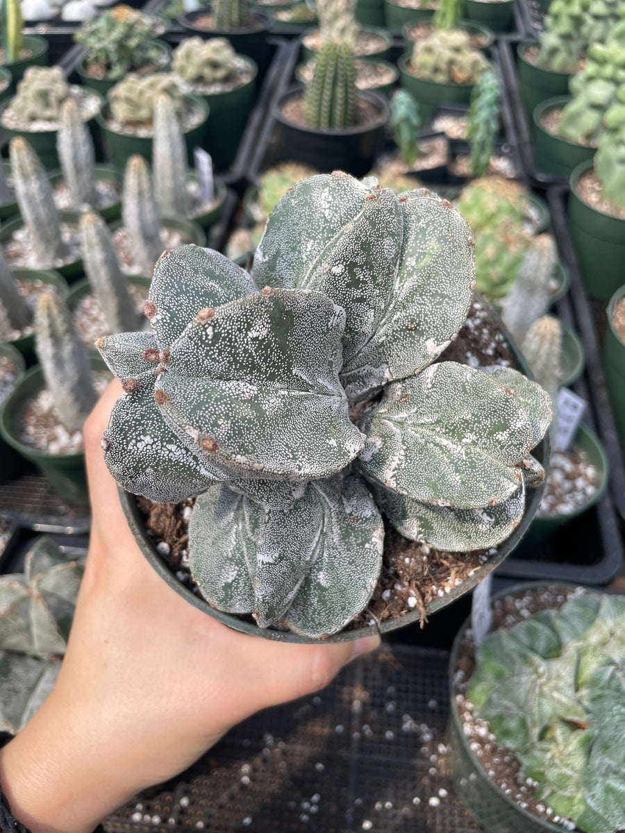 Rare Cactus - Astrophytum Myriostigma cluster (5.5” pot)