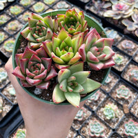 Rare Succulents - Echeveria Agavoides Hybrid mini Combo (6 Pcs set)