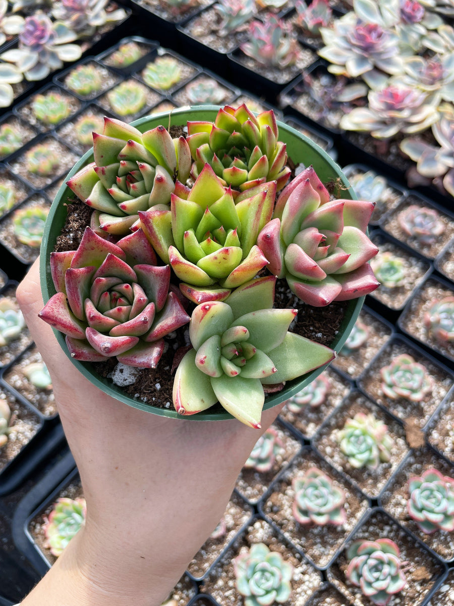 Rare Succulents - Echeveria Agavoides Hybrid mini Combo (6 Pcs set)