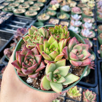 Rare Succulents - Echeveria Agavoides Hybrid mini Combo (6 Pcs set)