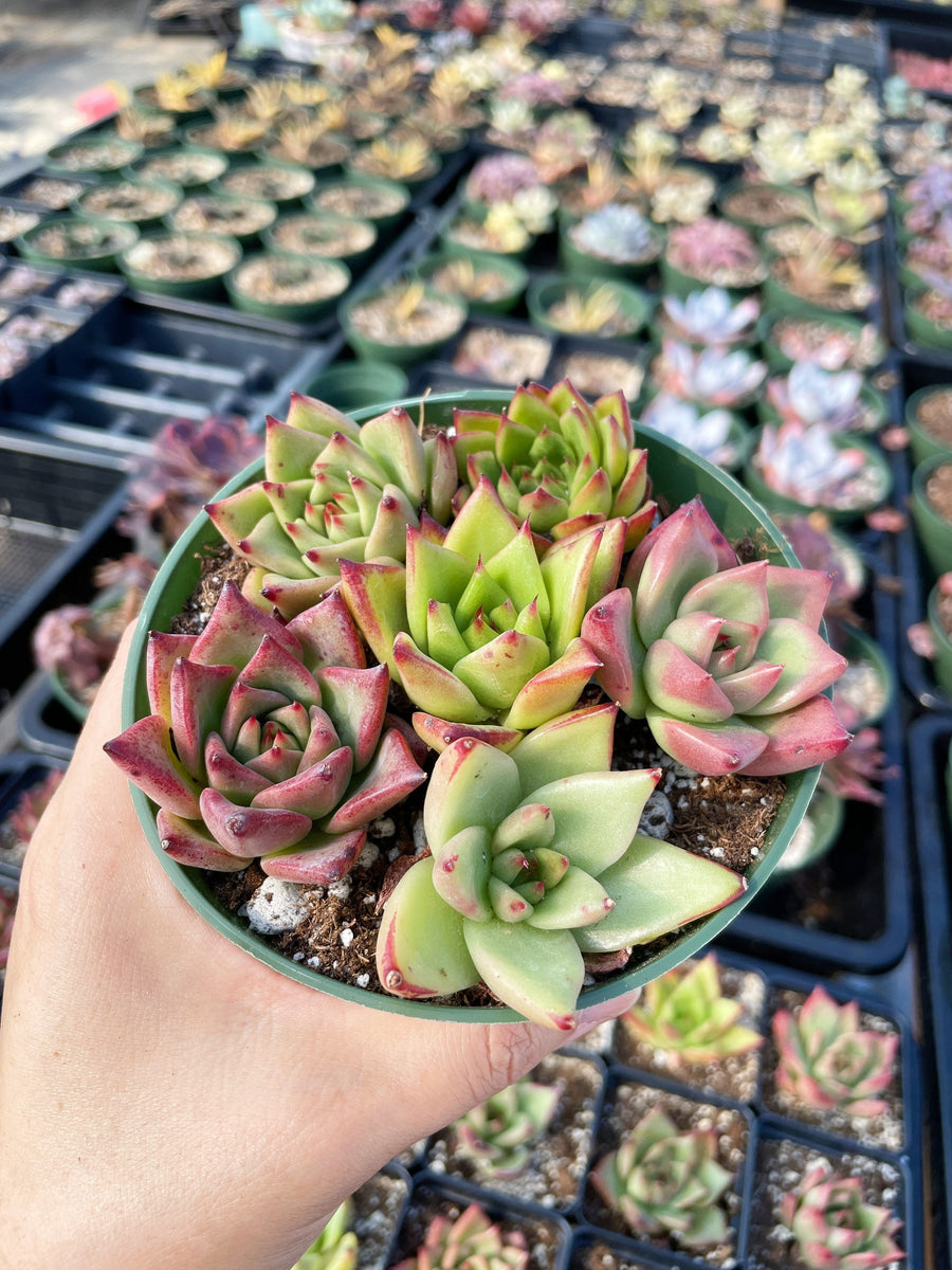 Rare Succulents - Echeveria Agavoides Hybrid mini Combo (6 Pcs set)