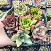 Rare Succulents - Echeveria Agavoides Hybrid mini Combo (6 Pcs set)