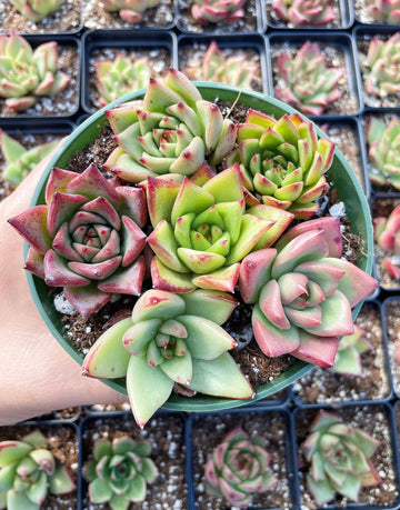 Rare Succulents - Echeveria Hybrid Agavoides mini Combo