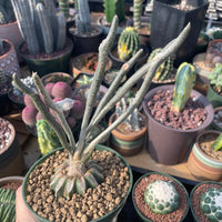 Rare Cactus - Astrophytum caput-medusae (4”pot)