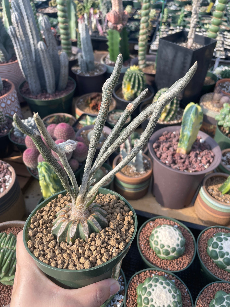 Rare Cactus - Astrophytum caput-medusae (4”pot)