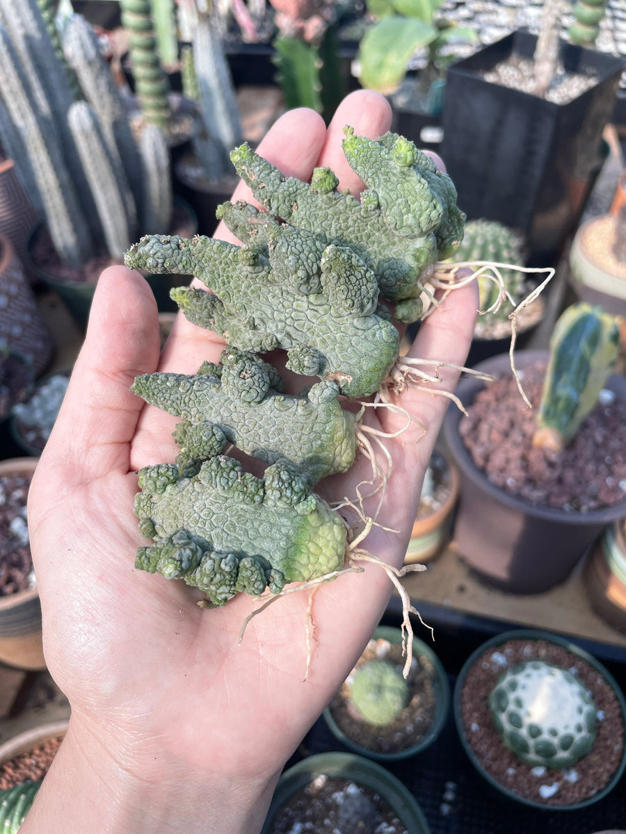 Rare Succulent - Pseudolithos Caput-Viperae hybrid (2”-2.5”)