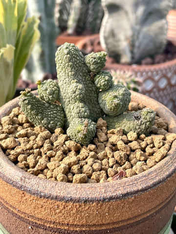 Rare Succulent - Pseudolithos Caput-Viperae hybrid (2”-2.5”)