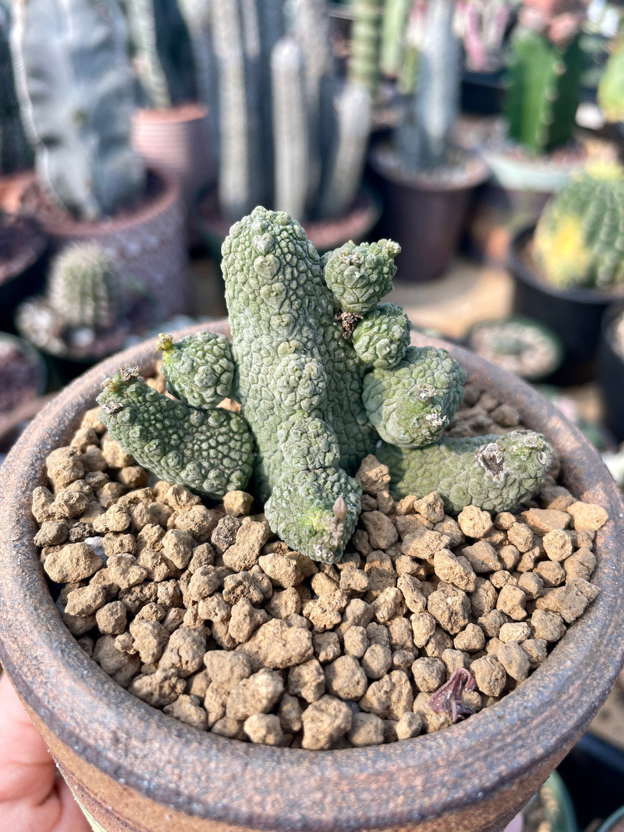 Rare Succulent - Pseudolithos Caput-Viperae hybrid (2”-2.5”)