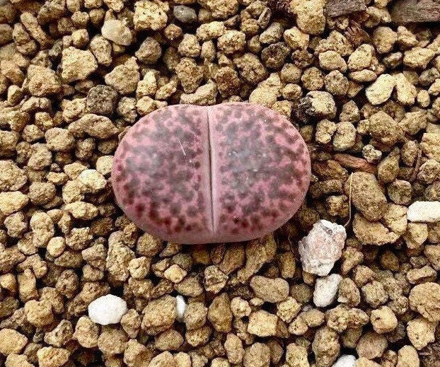 Lithops bromfieldii v. Glaudinae ‘Embers’ C393A （0.5“）