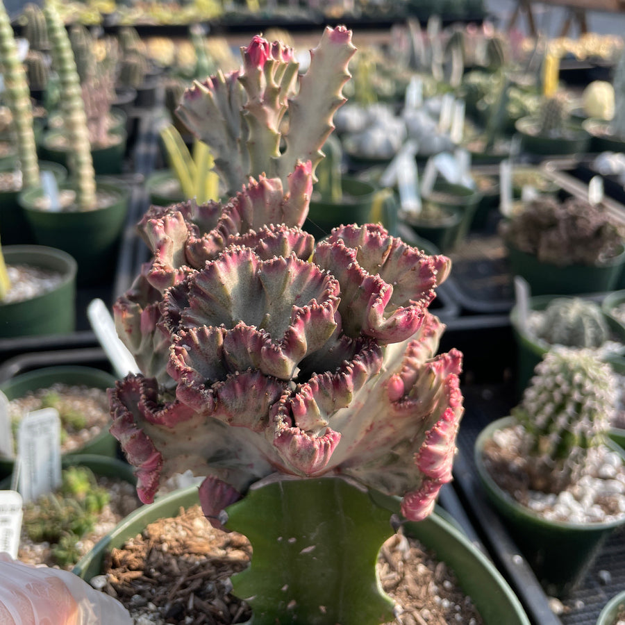 Rare Euphorbia - Euphorbia Lactea Cristata variegated pink