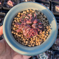 Rare Succulents - Echeveria Marcel (2.5” pot)