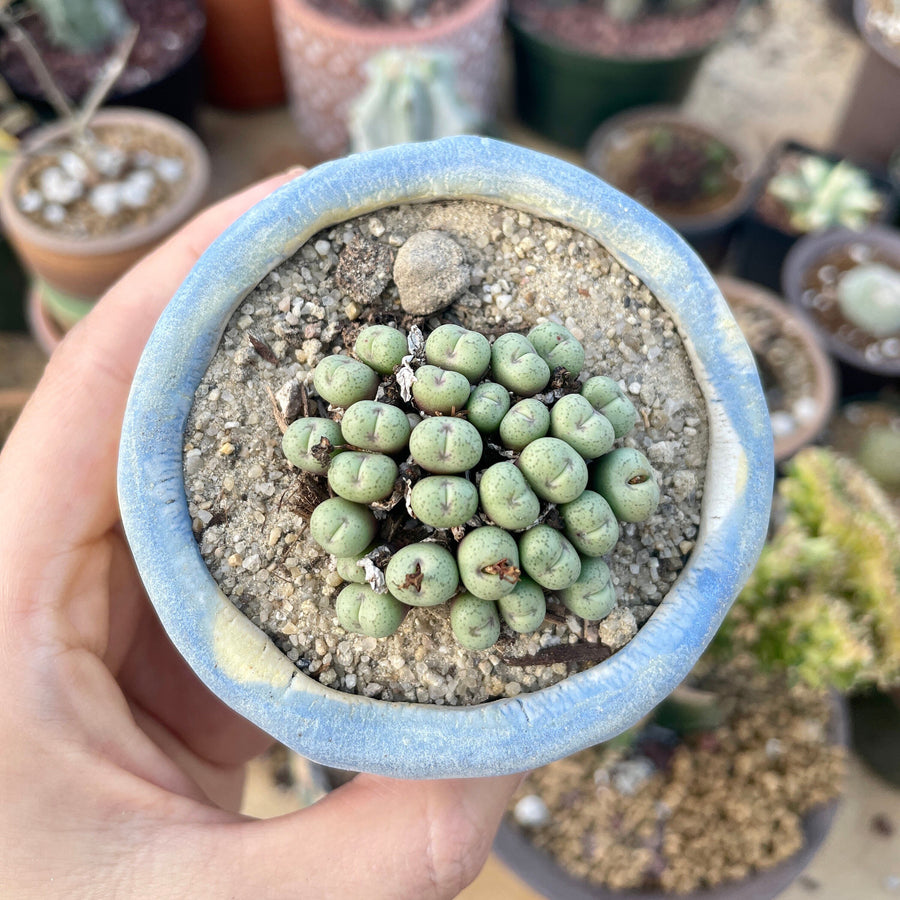 Rare Succulents - Conophytum Minimum small cluster (4” pot)