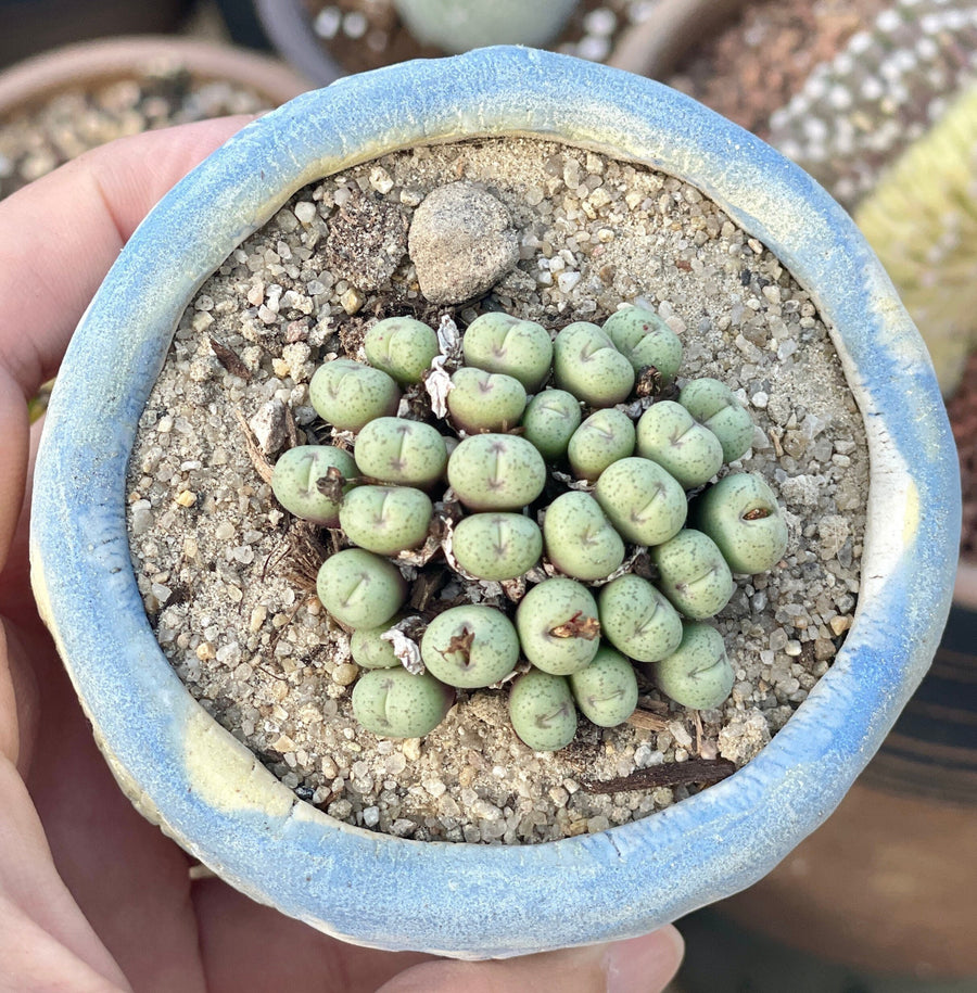 Rare Succulents - Conophytum Minimum small cluster (4” pot)