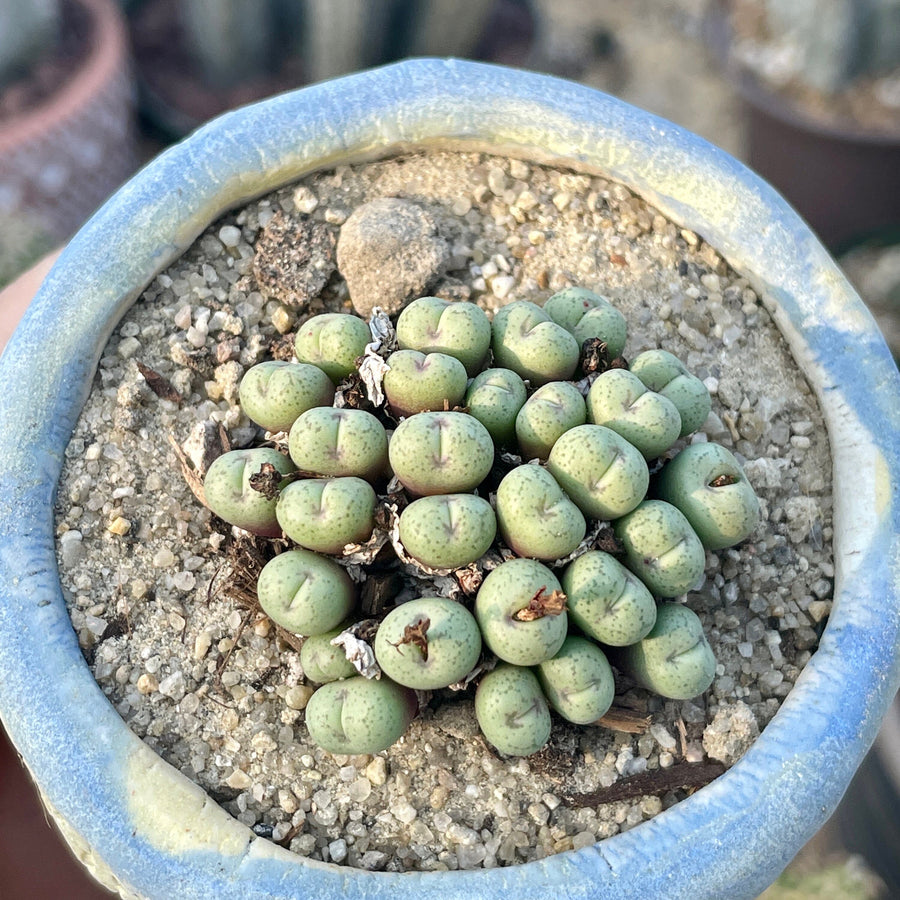 Rare Succulents - Conophytum Minimum small cluster (4” pot)