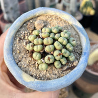 Rare Succulents - Conophytum Minimum small cluster (4” pot)