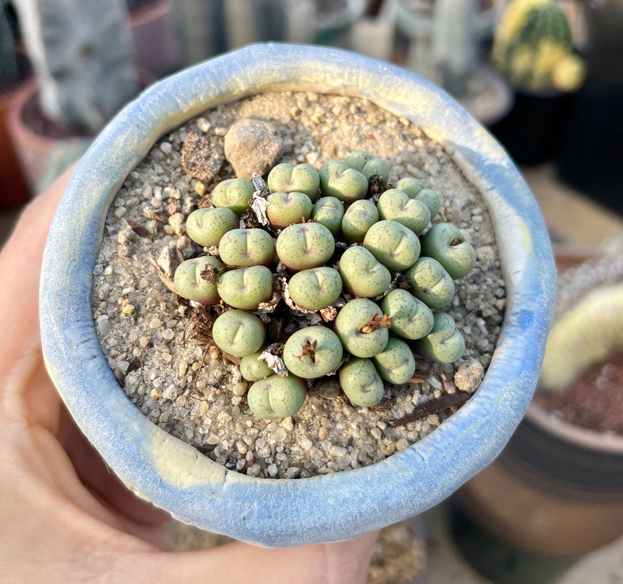 Rare Succulents - Conophytum Minimum small cluster (4” pot)