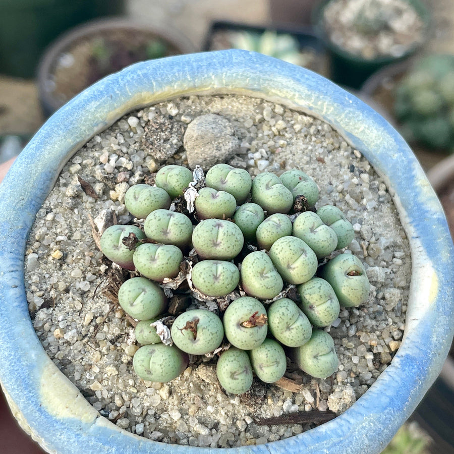 Rare Succulents - Conophytum Minimum small cluster (4” pot)