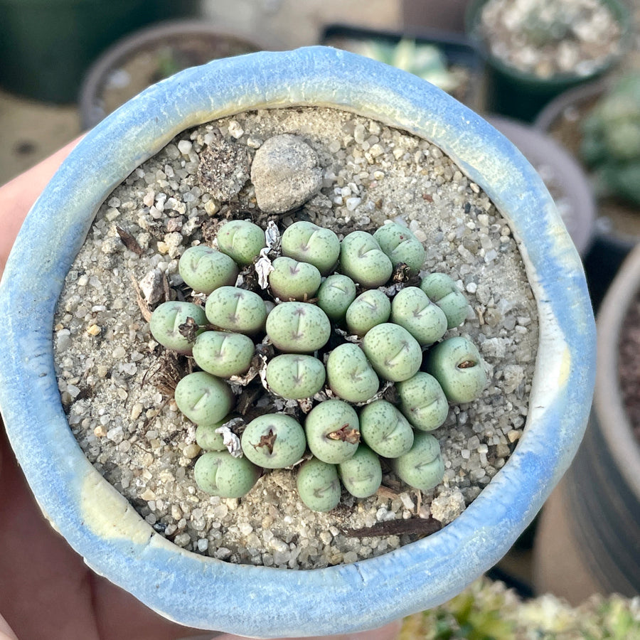 Rare Succulents - Conophytum Minimum small cluster (4” pot)