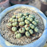 Rare Succulents - Conophytum Minimum small cluster (4” pot)