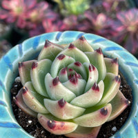 Rare Succulents - Echeveria Agavoides Blue Dragon