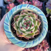 Rare Succulents - Echeveria Agavoides Blue Dragon