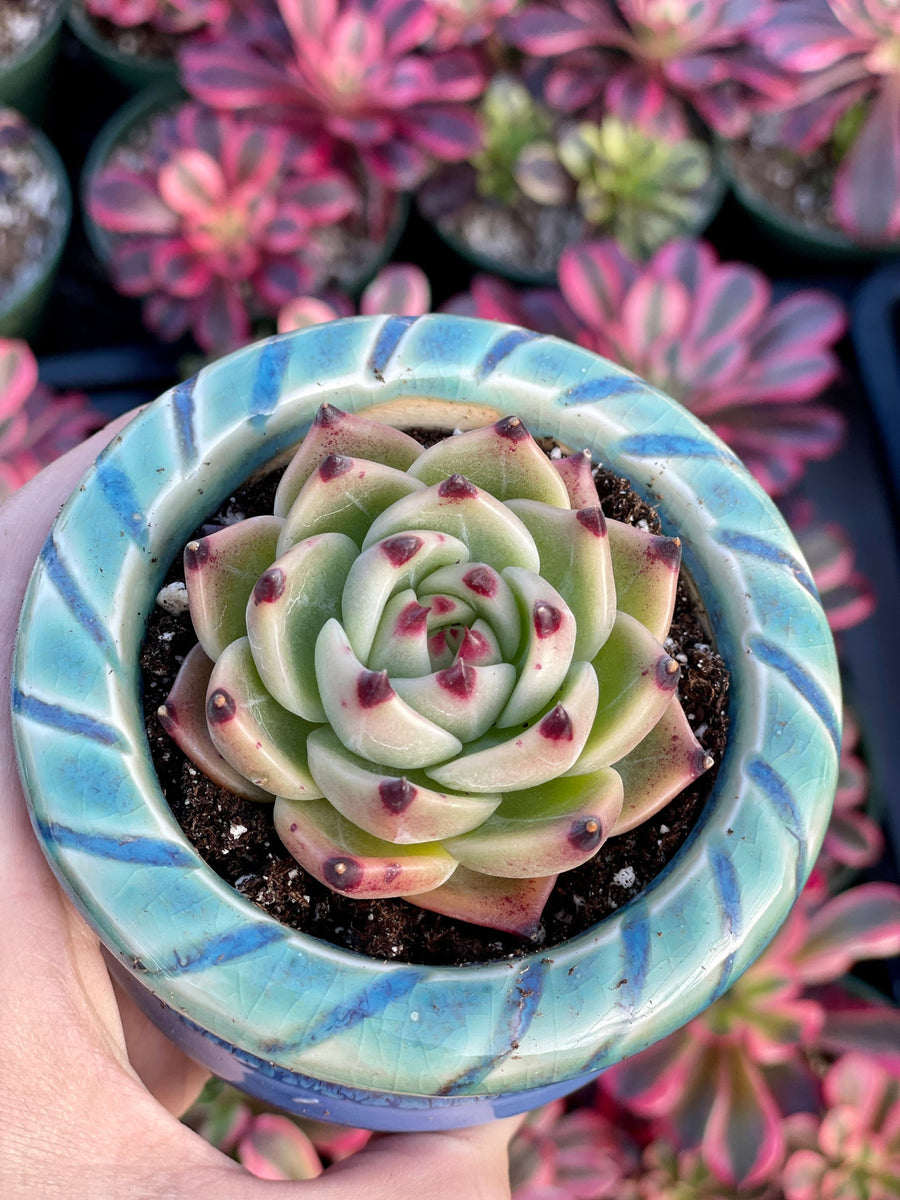 Rare Succulents - Echeveria Agavoides Blue Dragon