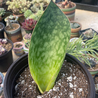 Rare Succulents - Sansevieria masoniana whale fin (6”-10”)