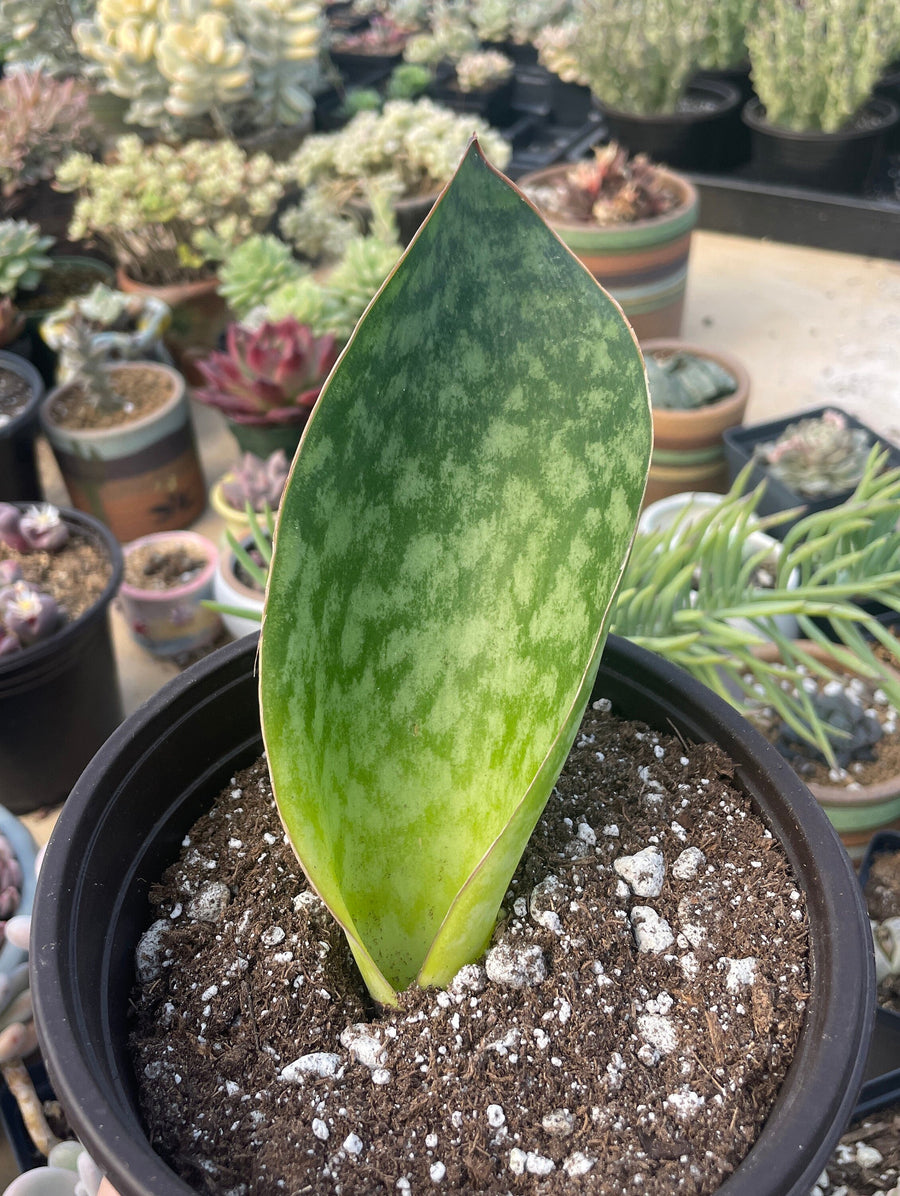 Rare Succulents - Sansevieria masoniana whale fin (6”-10”)