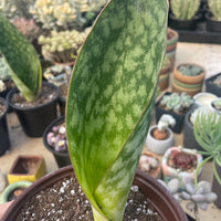 Rare Succulents - Sansevieria masoniana whale fin (6”-10”)