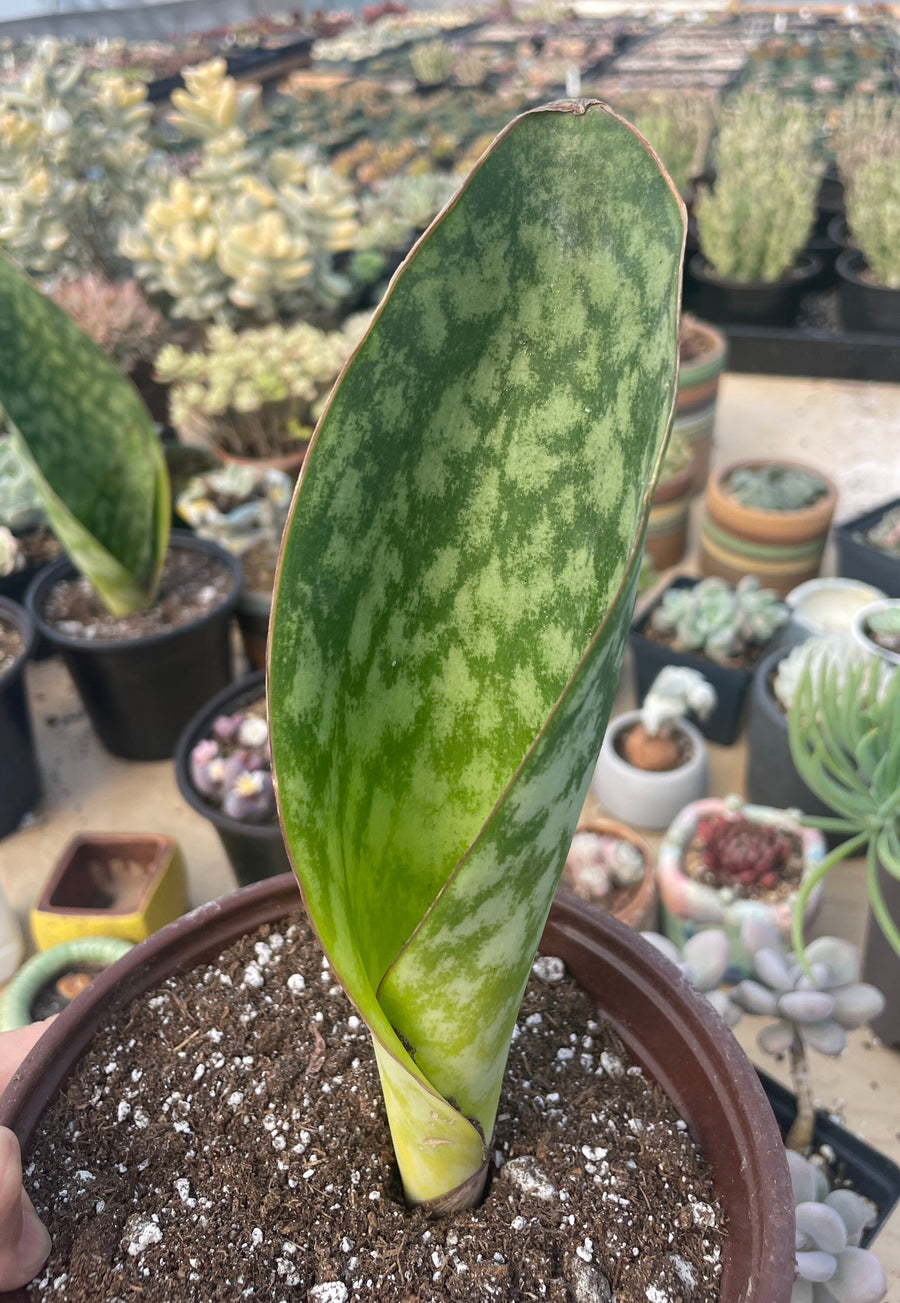 Rare Succulents - Sansevieria masoniana whale fin (6”-10”)