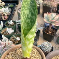 Rare Succulents - Sansevieria masoniana whale fin (6”-10”)